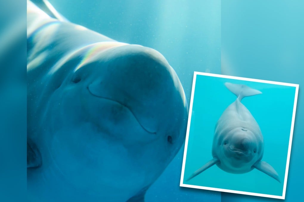 Hanbao, a 28-month-old finless porpoise was named by Chinese netizens this week. Photo: SCMP composite