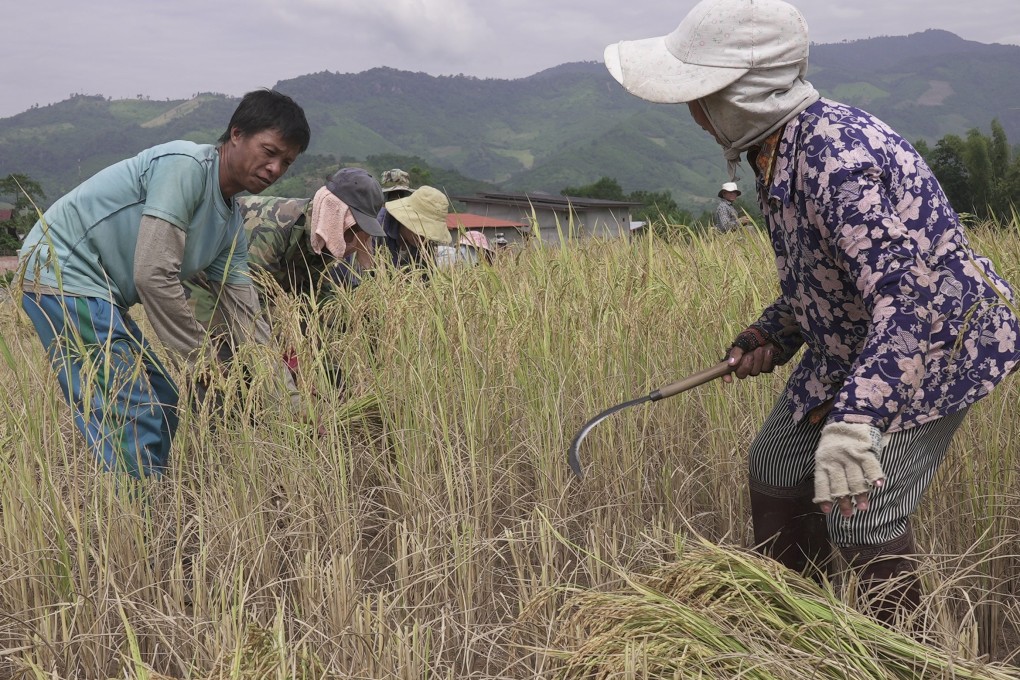 Farmers harvest rice in Oudomxay province, Laos on land leased by Chinese investors. Photo: Aidan Jones