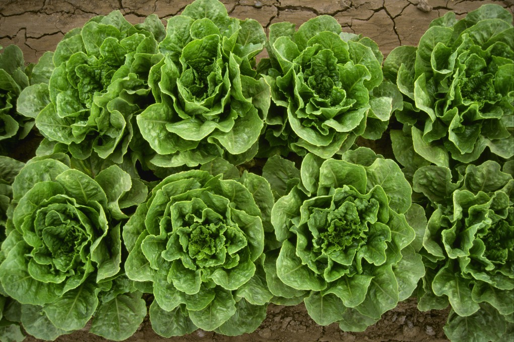 The origins of all varieties of lettuce can be traced to a weedy form first used in ancient Egypt, the pressed seeds of which were a source of cooking oil. Photo: Getty Images