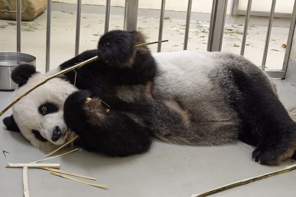 Taipei Zoo said Tuan Tuan, an 18-year-old male giant panda, is probably suffering from a brain tumour. Photo: AFP/Taipei Zoo