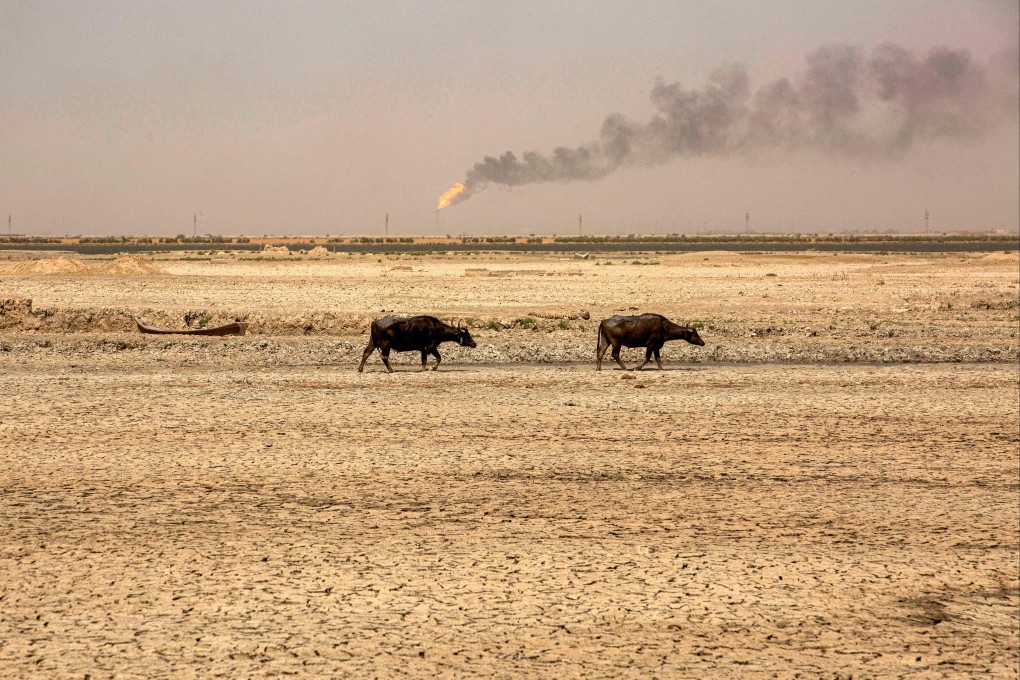 Water buffaloes walk in dried-up marshes near al-Qurnah natural gas field in the north of Iraq’s southern Basra province. Little rainfall, aggressive heatwaves and worsening drought make the Middle East the most water-stressed region in the world, with climate change threatening to displace millions of people. Photo: AFP