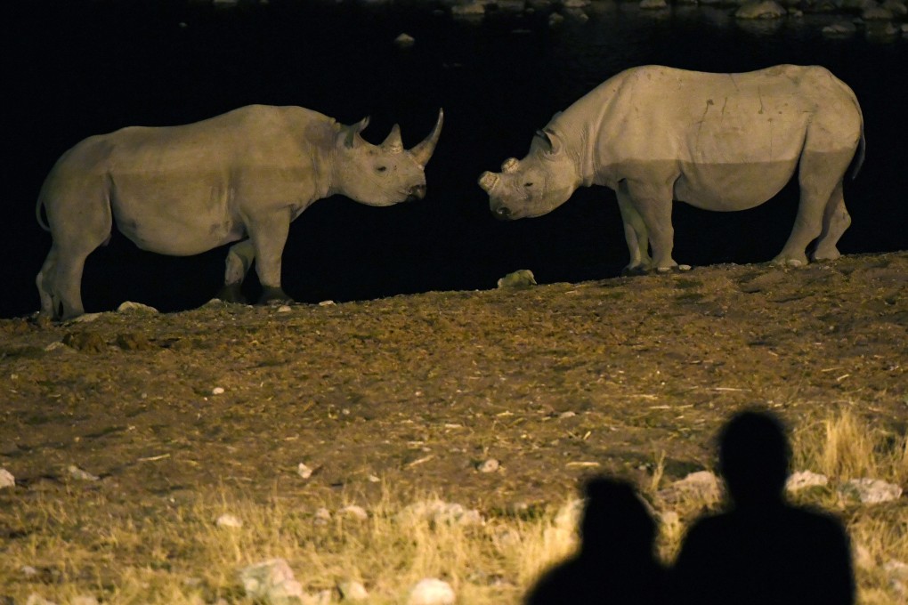 Rhinos are endangered, with fewer than 30,000 left in the wild; they are often hunted for their horns. File photo: Xinhua