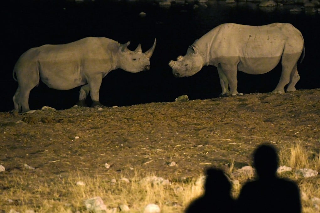 Rhinos are endangered, with fewer than 30,000 left in the wild; they are often hunted for their horns. File photo: Xinhua