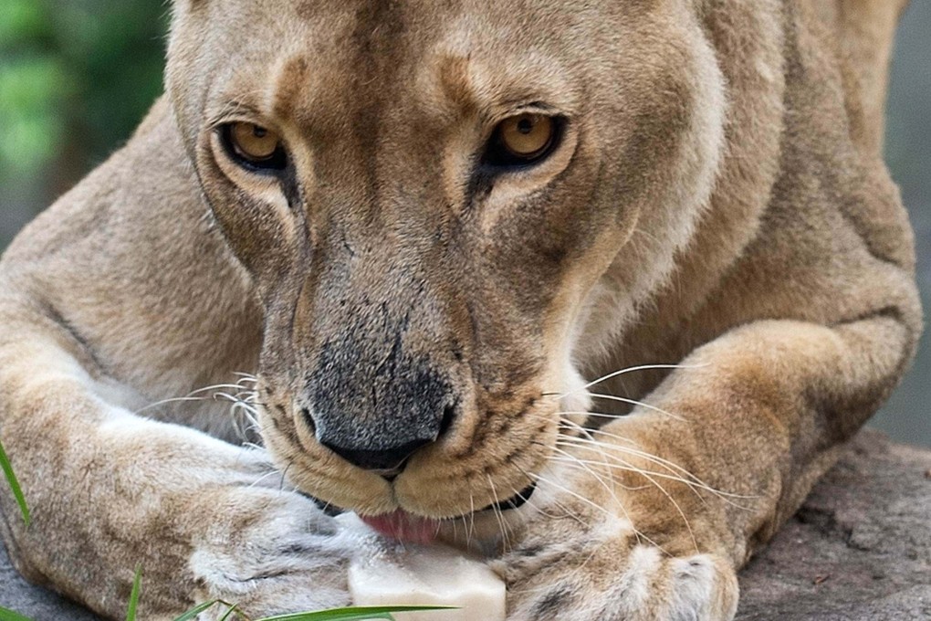 A female lion is seen eating a frozen block of milk in an enclosure at Sydney’s Taronga Zoo in this file photograph. Photo: AFP