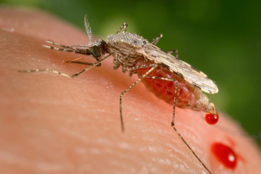 An Anopheles stephensi mosquito, which has long been a main malaria spreader in Indian and Iranian cities. File photo: AP