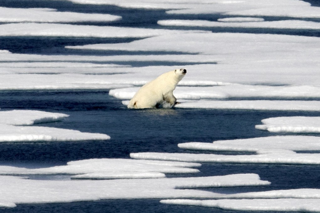 A polar bear in the Canadian Arctic Archipelago. Climate scientists point to the Arctic as the place where climate change is most noticeable with dramatic sea ice loss. File photo: AP