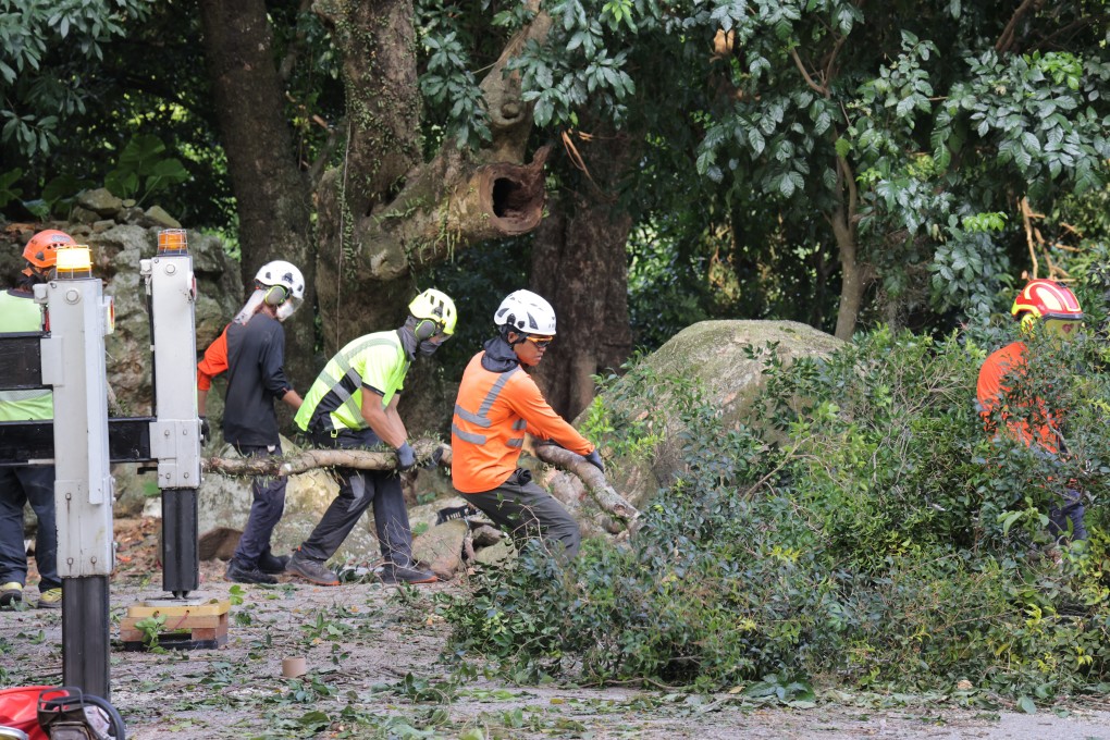 Opinion | Hong Kong tragedy reveals poor management of trees | South ...