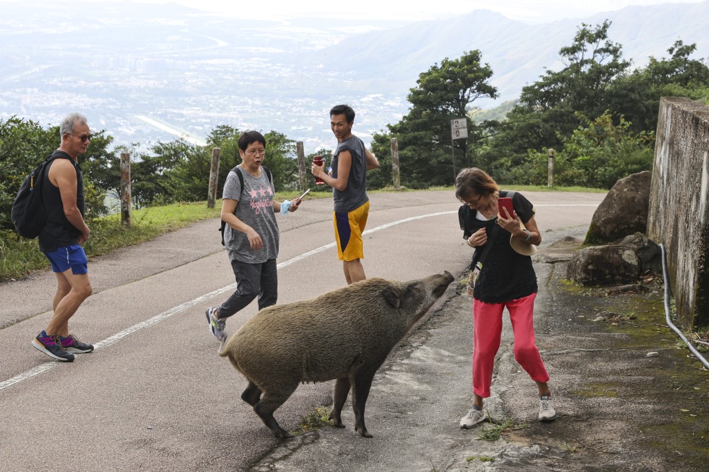 The current ban on feeding wild animals only includes select areas, such as Lion Rock, Kam Shan and Shing Mun country parks. Photo: May Tse