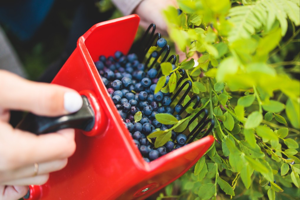 Thousands of Thai workers arrive in Finland and Sweden every year only to face inhumane working conditions, advocates say. Photo: Shutterstock