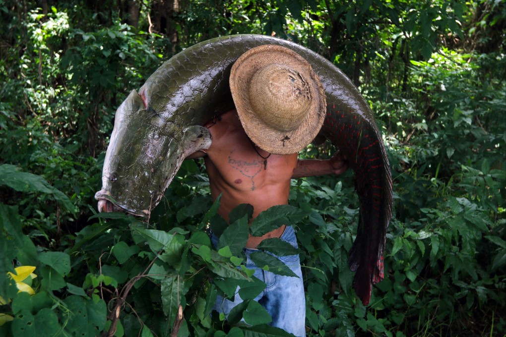 A Brazilian fisherman carries a pirarucu fish. Photo: AFP