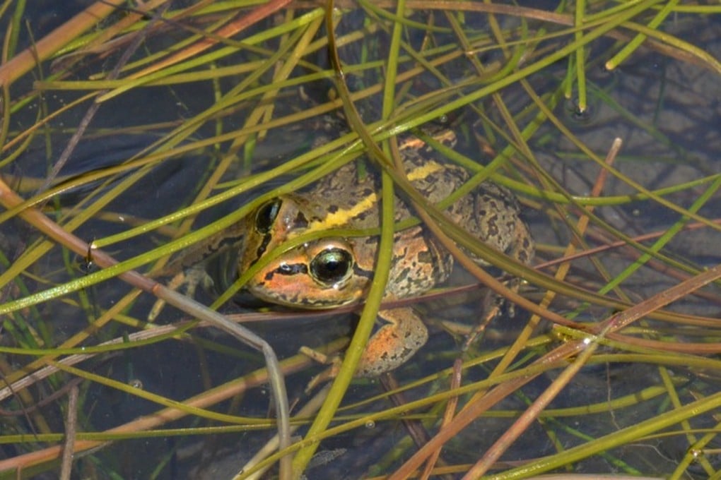The frogs have evolved to better protect themselves from ultraviolet radiation at high altitudes. Photo: Kai Wang