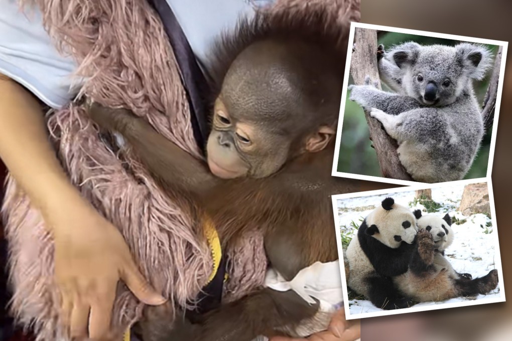 China’s zero-Covid policy claims unexpected victims, with one private zoo in the country’s east turning to live streams and animal adoptions to stay afloat. Photo: SCMP composite/Hongshan Forest Zoo