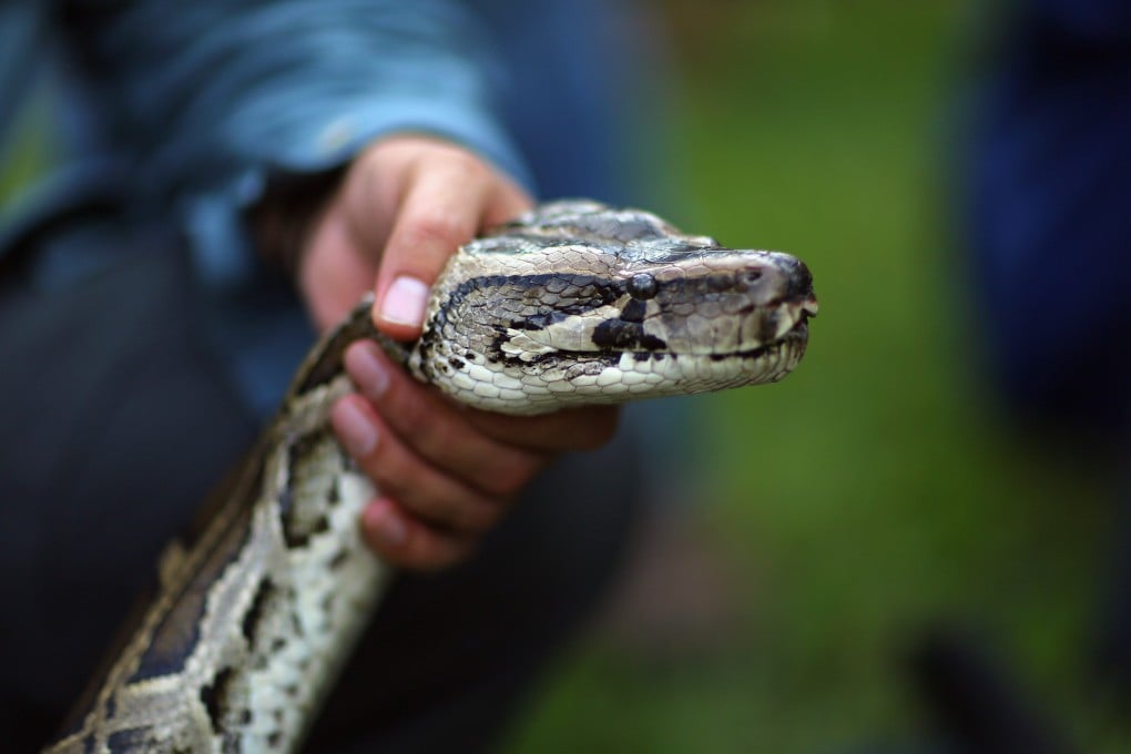 Burmese pythons are an invasive species in Florida. File photo: Getty Images/AFP