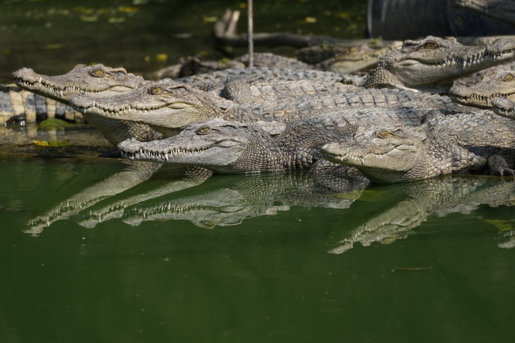 With only about 100 Siamese crocodiles estimated to be living in the wild in Thailand, the species is technically teetering on local extinction. Photo: AP