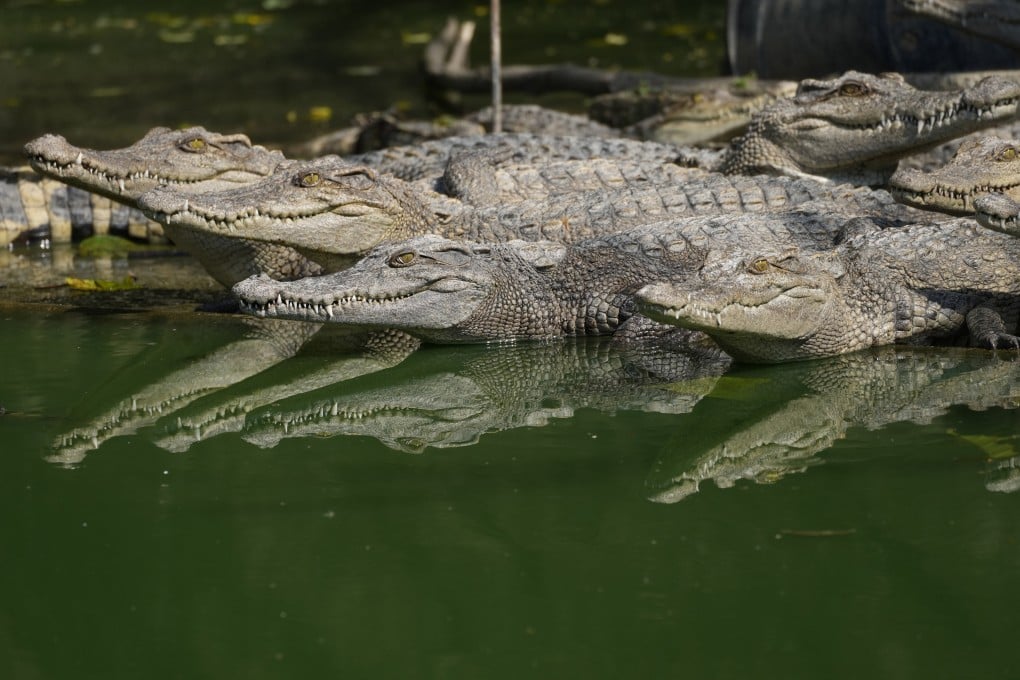 With only about 100 Siamese crocodiles estimated to be living in the wild in Thailand, the species is technically teetering on local extinction. Photo: AP