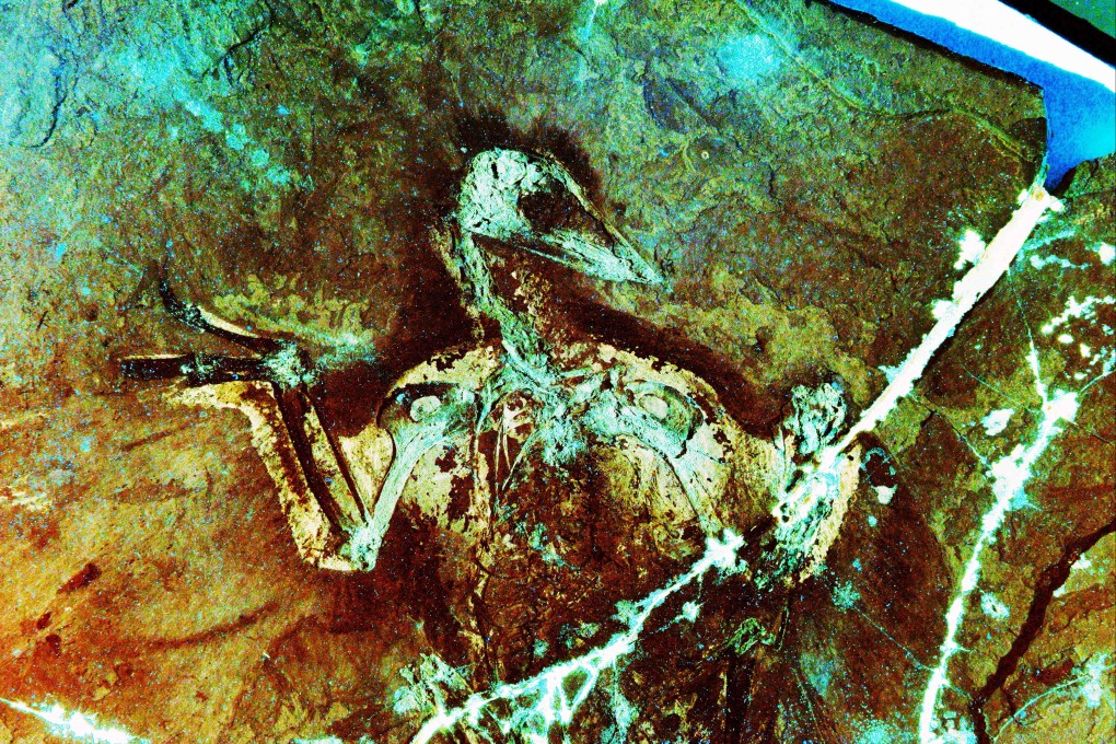 Image shows the laser-stimulated fluorescence of the Early Cretaceous beaked bird Confuciusornis from a study of the flight anatomy of creatures from the era of dinosaurs and compared with birds today. Photo: Michael Pittman
