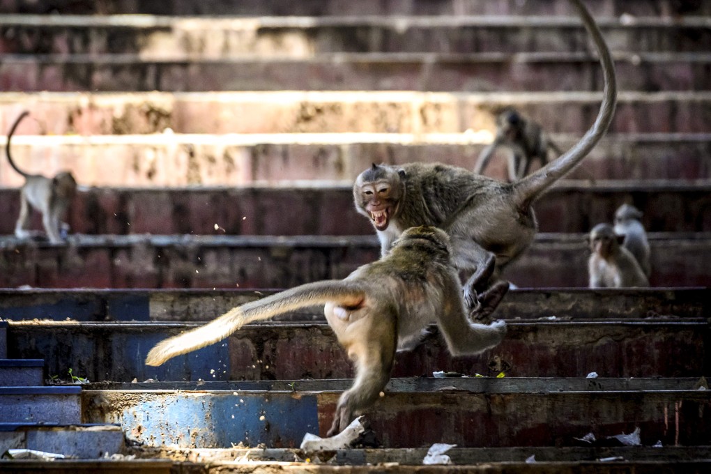 Long-tailed macaques are protected under international trade law and special permits are required to import the animals into the US. File photo: AFP