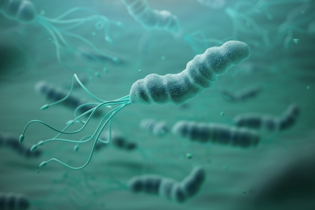 H. pylori hitched several rides with humans as they migrated out of Africa, and now infects more than half the world’s population with sometimes serious illnesses. Photo: Shutterstock