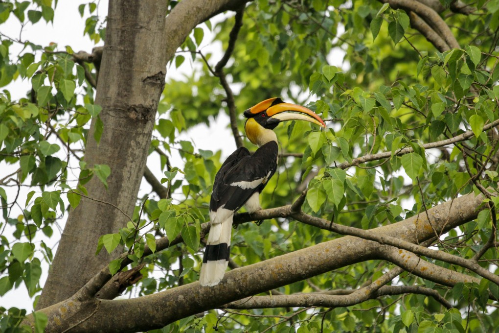 Rainforest restoration in the Western Ghat hills of southern India has preserved the habitats of endangered animals and birds such as the great pied hornbill. Photo: AFP