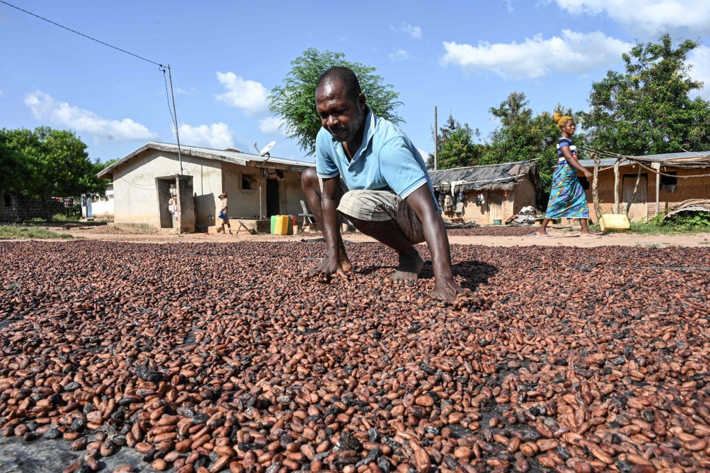 A cocoa farmer stirs his cocoa spread out in the sun for drying in Bringakro, Ivory Coast,on Thursday. Photo: AFP