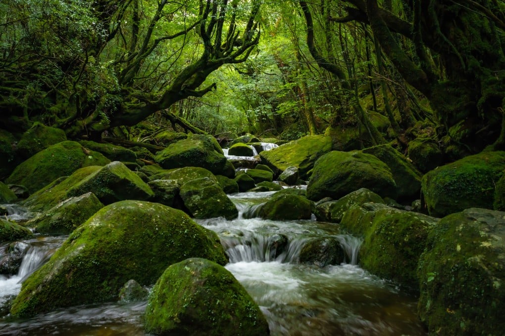 Semitropical Yakushima Island in Japan (above) is home to some of the world’s oldest trees. Visit its forest reserve and other stunning examples such as Germany’s Black Forest and England’s Sherwood Forest to hike, or simply gaze in awe at nature. Photo: Shutterstock