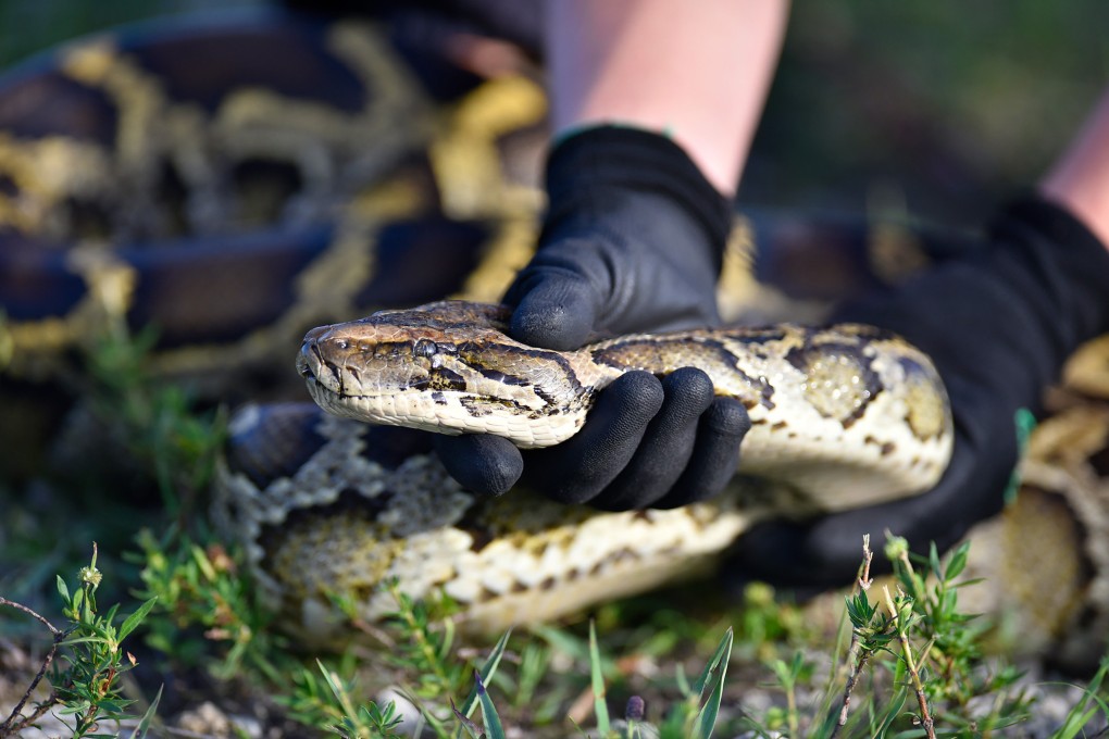 While pythons are not venomous, the five-year-old boy is being treated to prevent the bite from becoming infected. File photo: TNS