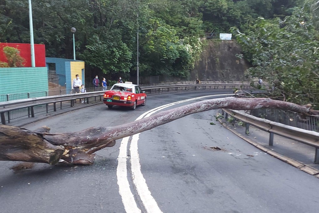 Tree Collaps Narrow escape for Hong Kong taxi driver, passenger after 9-metre-tall ...