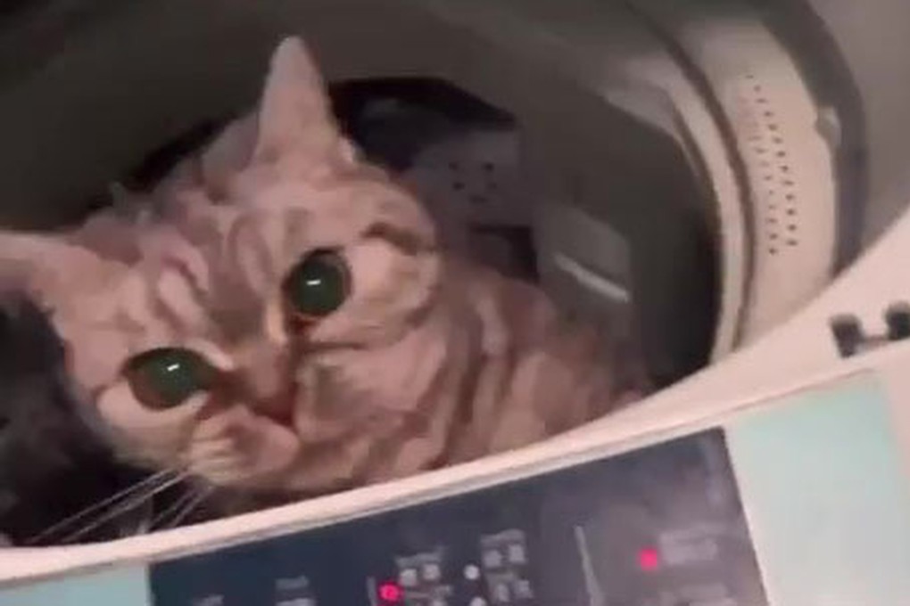 A woman who was found guilty of a charge arising from a video of her cat trapped in a washing machine posted online has won an appeal against her conviction. Photo: Handout