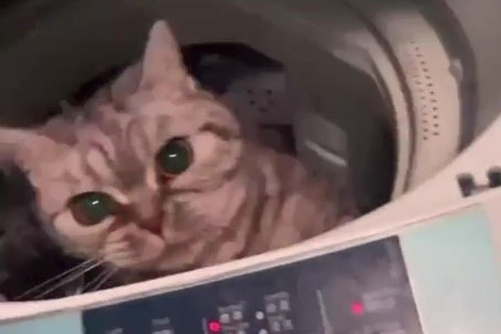 A woman who was found guilty of a charge arising from a video of her cat trapped in a washing machine posted online has won an appeal against her conviction. Photo: Handout