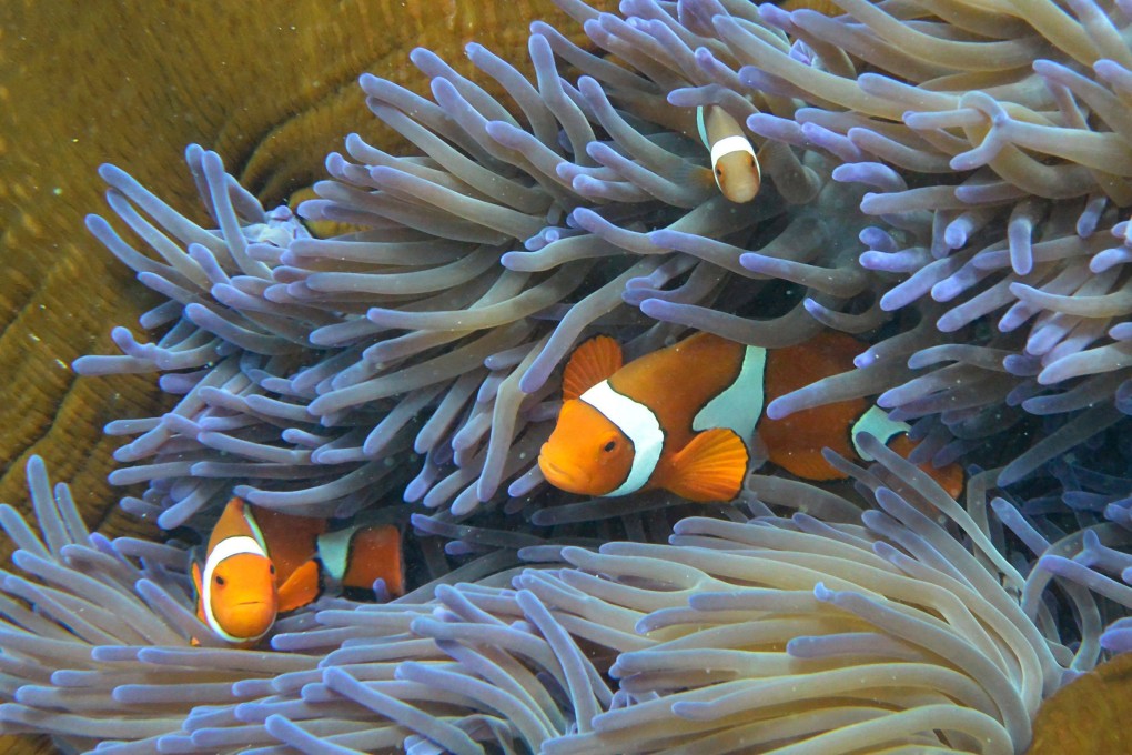 Fish on Australia’s Great Barrier Reef on September 22, 2014. Investments in marine ecosystems are disproportionately low given their importance for climate and biodiversity. Photo: AFP