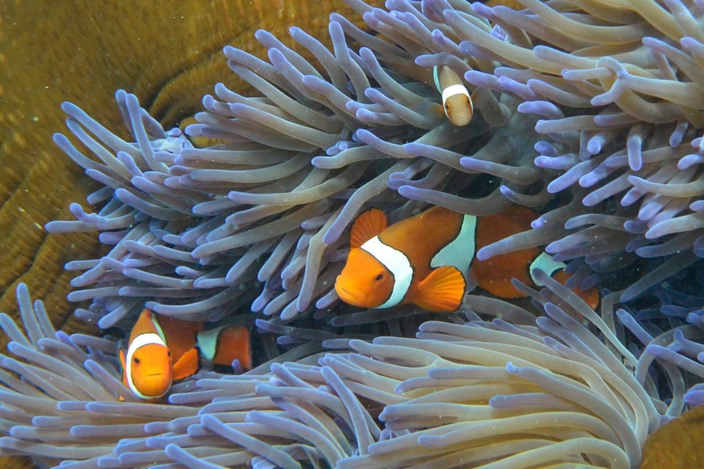 Fish on Australia’s Great Barrier Reef on September 22, 2014. Investments in marine ecosystems are disproportionately low given their importance for climate and biodiversity. Photo: AFP