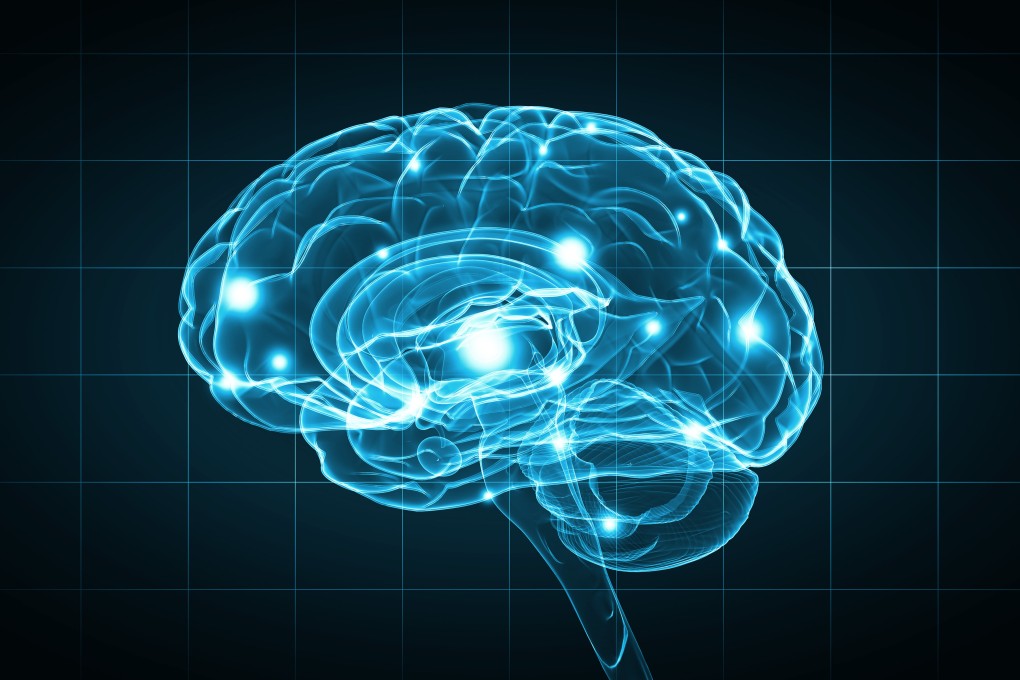 The researchers focused on the cortex – or outer layer – of the brain, which is believed to contribute to higher cognitive functioning. Photo: Shutterstock