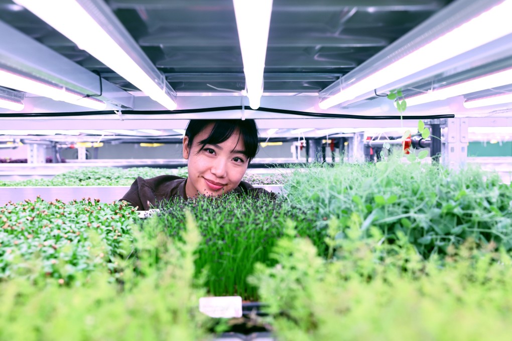 Jessica Fong, founder of Common Farms, at the company’s indoor farm in Yau Tong, Hong Kong. Photo: K.Y. Cheng