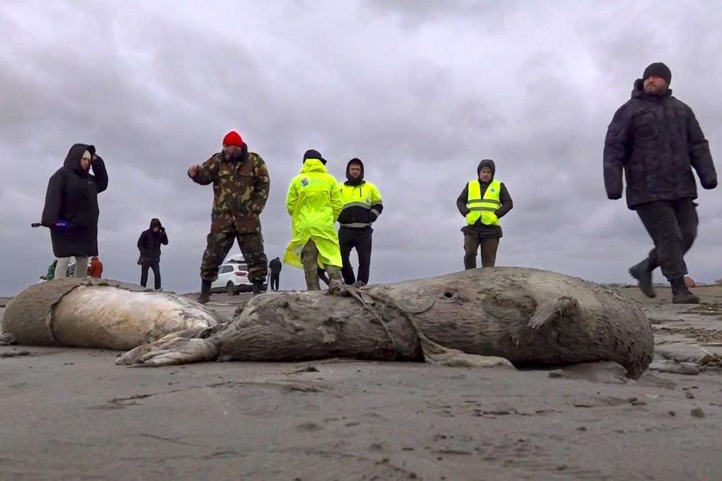 Journalists and Interdistrict Environmental Prosecutor’s Office employees walk near dead seals on the shore of the Caspian Sea, Dagestan. Photo: RU-RTR Russian Television via AP