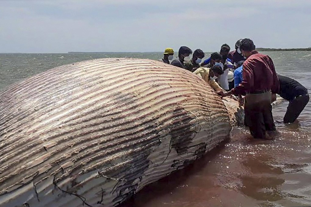 Volunteers check the carcass of a whale that washed ashore in Sri Lanka, one of hundreds of mammals killed after a container ship caught fire and sank off the coast. Photo:  AFP