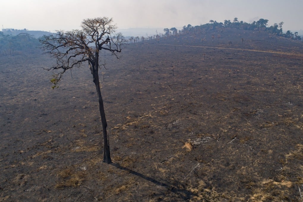 Land recently burned and deforested by cattle farmers stands empty near Novo Progresso, Para state, Brazil. Photo: AP/File