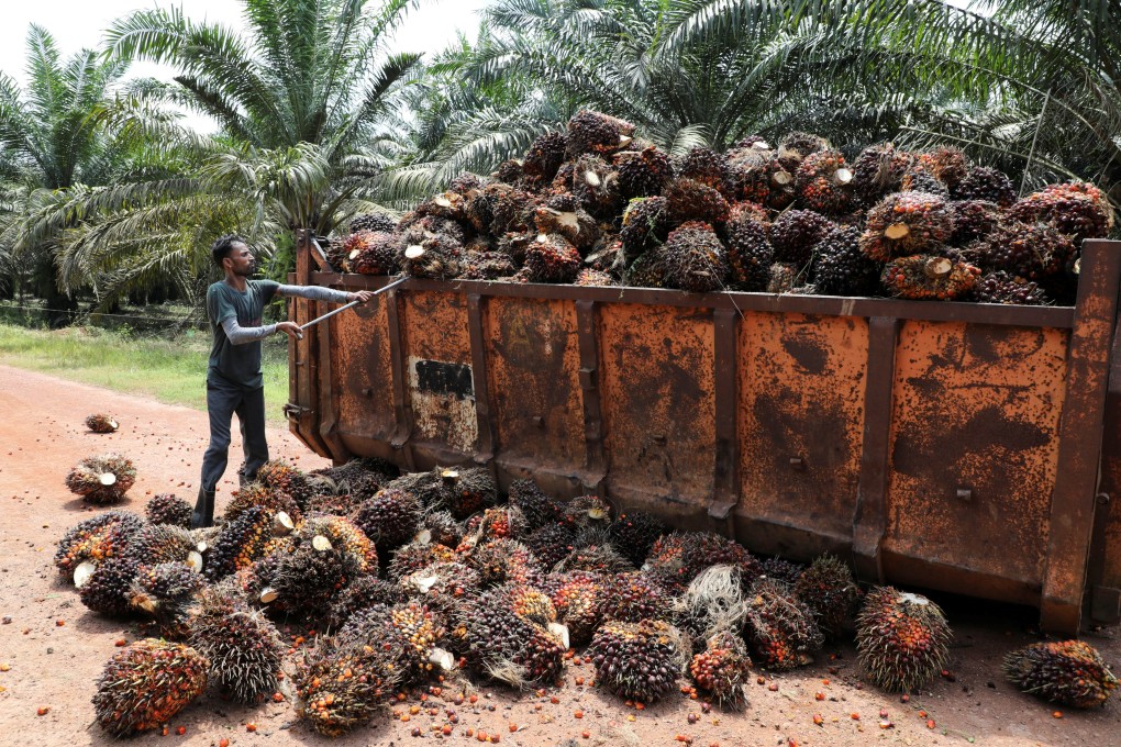 A worker loads palm oil fruit at a palm oil plantation in Malaysia in 2021. Palm oil is used for all manner of things, including foods and cosmetics, but there are shortages of employees, meaning some fruit is now rotting. Photo: Reuters