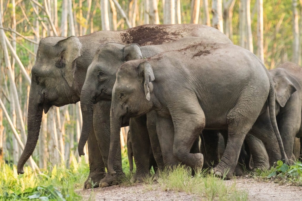 Pygmy elephants, in Sabah, Malaysia. Conservation has embraced tourism in the oddest of places: a safari in a softwood plantation. Photo: Shavez Cheema