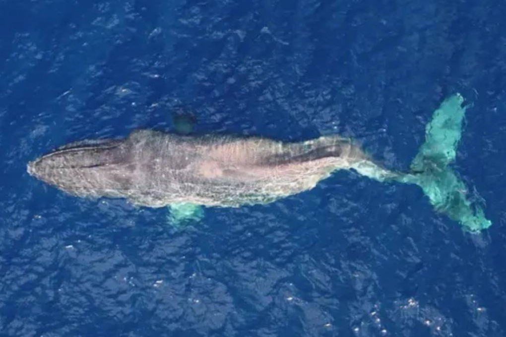 Moon, a lone humpback whale, traveled from British Columbia to Maui with a severe spinal injury from a vessel strike. Photo: BC Whales