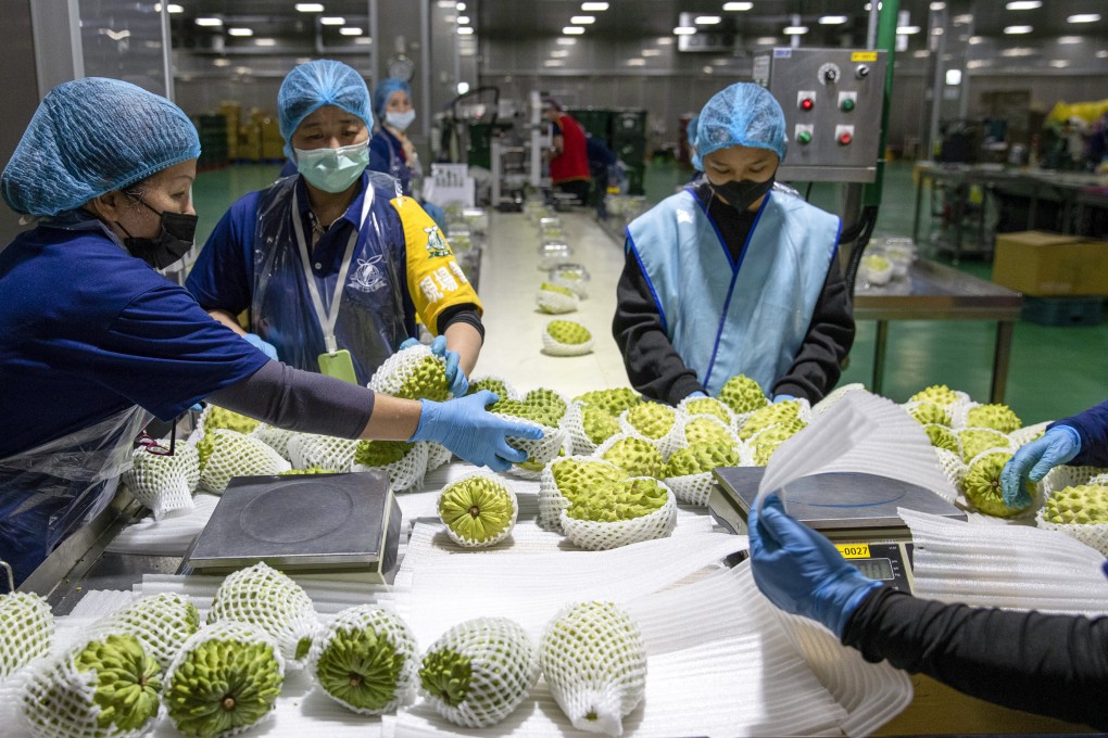 Workers wrap custard apples at a processing facility in New Taipei City. Photo: EPA-EFE