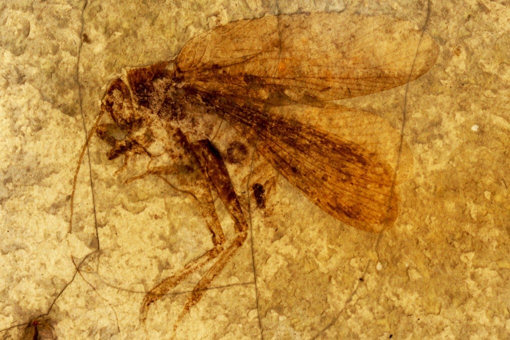 A male katydid from the Early Cretaceous of China. Scientists from several countries scoured the world for perfect specimens to study katydids’ ability to make and hear sound. Photo: Wang Bo