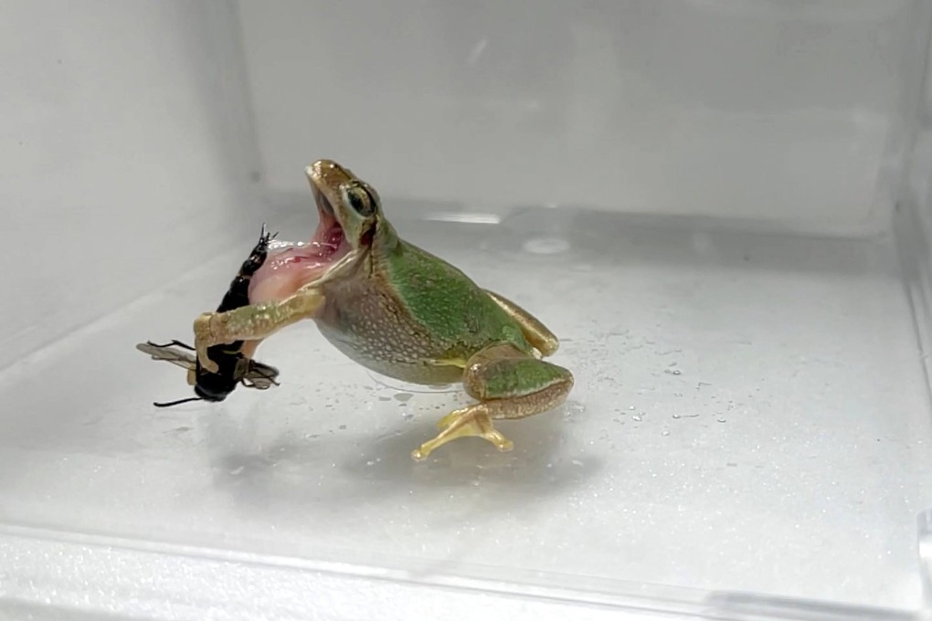 A male mason wasp uses its genital spike to sting a frog trying to eat the wasp, at a lab in Kobe, Japan. Photo: Kobe University / AFP