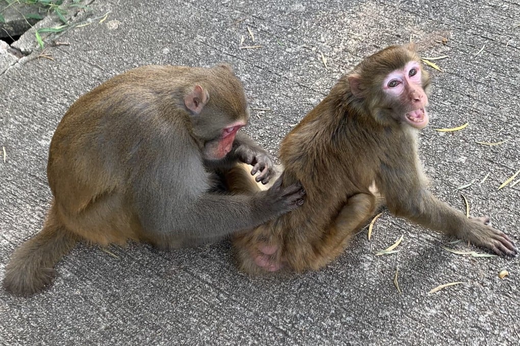 Wild monkeys. Photo: Yves Sieur