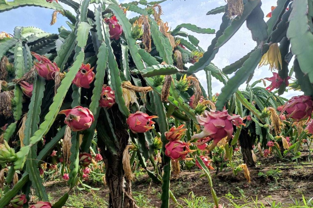 Indian fruit farmers prize dragon fruits’ hardiness and profitability. Photo: Handout