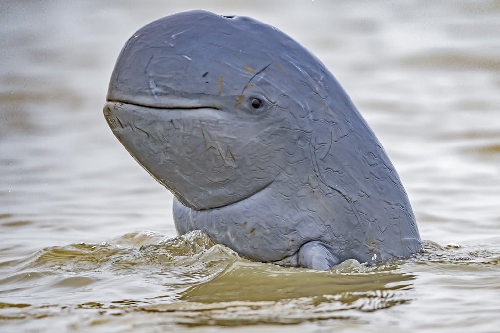 The latest Irrawaddy dolphin death is believed to have stemmed from entanglement in an illegal fishing line. Photo: Anupam Koley/Nature in Focus Photography Awards