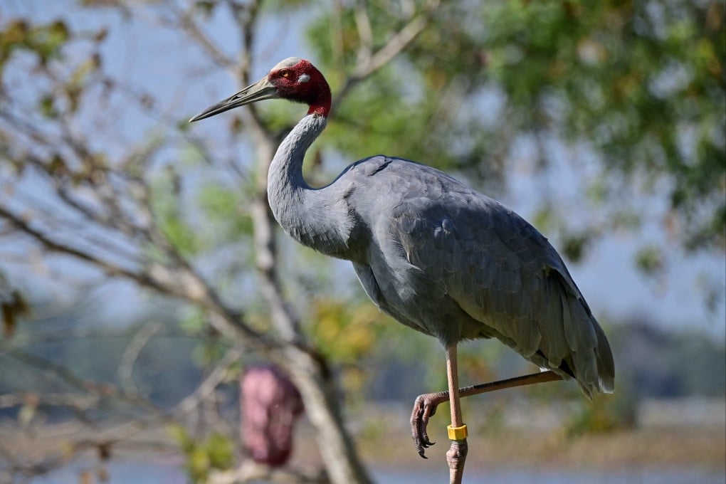 A female Eastern Sarus crane in Buriram, Thailand. Photo: AFP