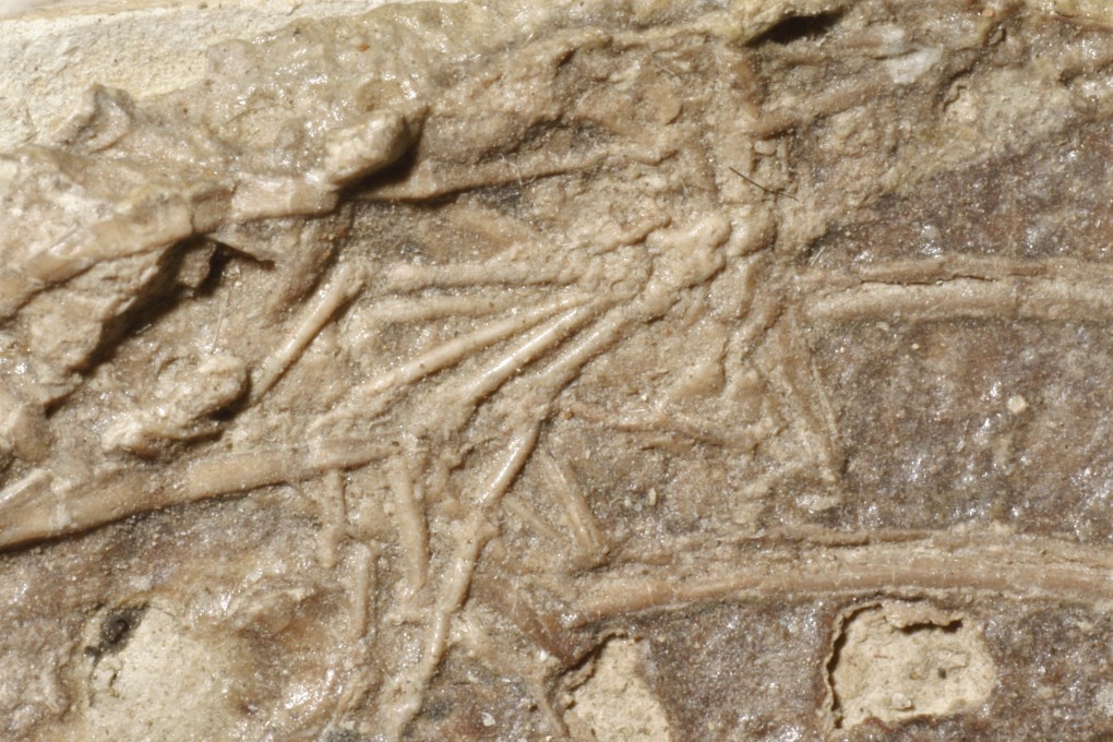 Close up photograph of the mammal foot among the ribs of Microraptor. Photo: McGill University / TNS