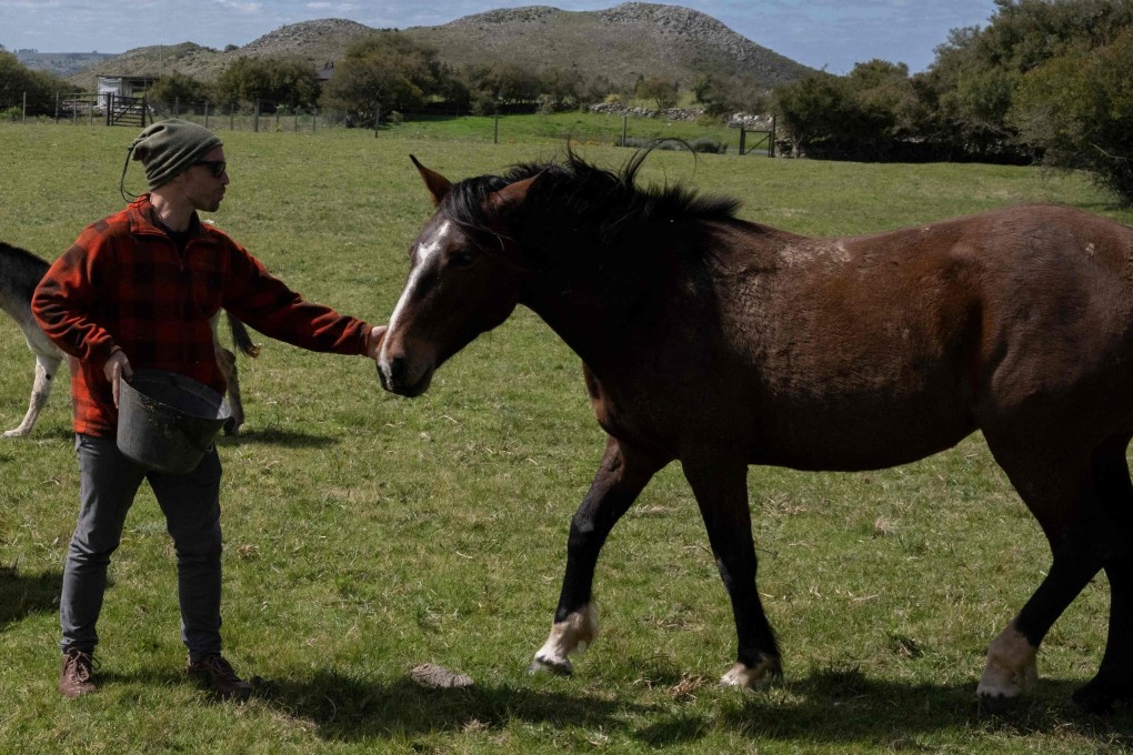 Juan Pablo Pio with a rescued horse at his ranch in Pan de Azucar, Uruguay.  He describes his mission as “described his mission as “doing things because they are right and not because they are profitable”. The country has seen a surge in horse meat exports. Photo: AFP