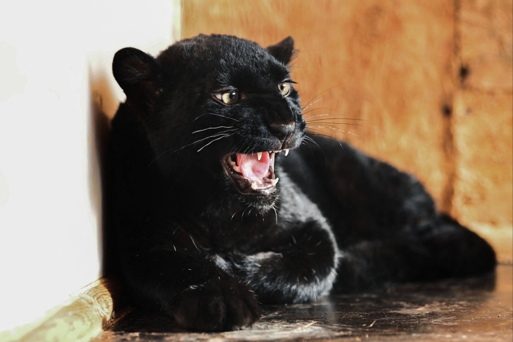 Black panther Kiara, a survivor of the trafficking of exotic pets in Ukraine, arrives at a shelter for wild animals at the zoo in Saint-Martin-la-Plaine near Lyon, France on Thursday. Photo: AFP