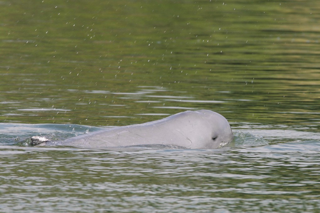 A Mekong dolphin in the Mekong river at Kampi village, Kratie province, Cambodia, in March 2009. File photo: AP